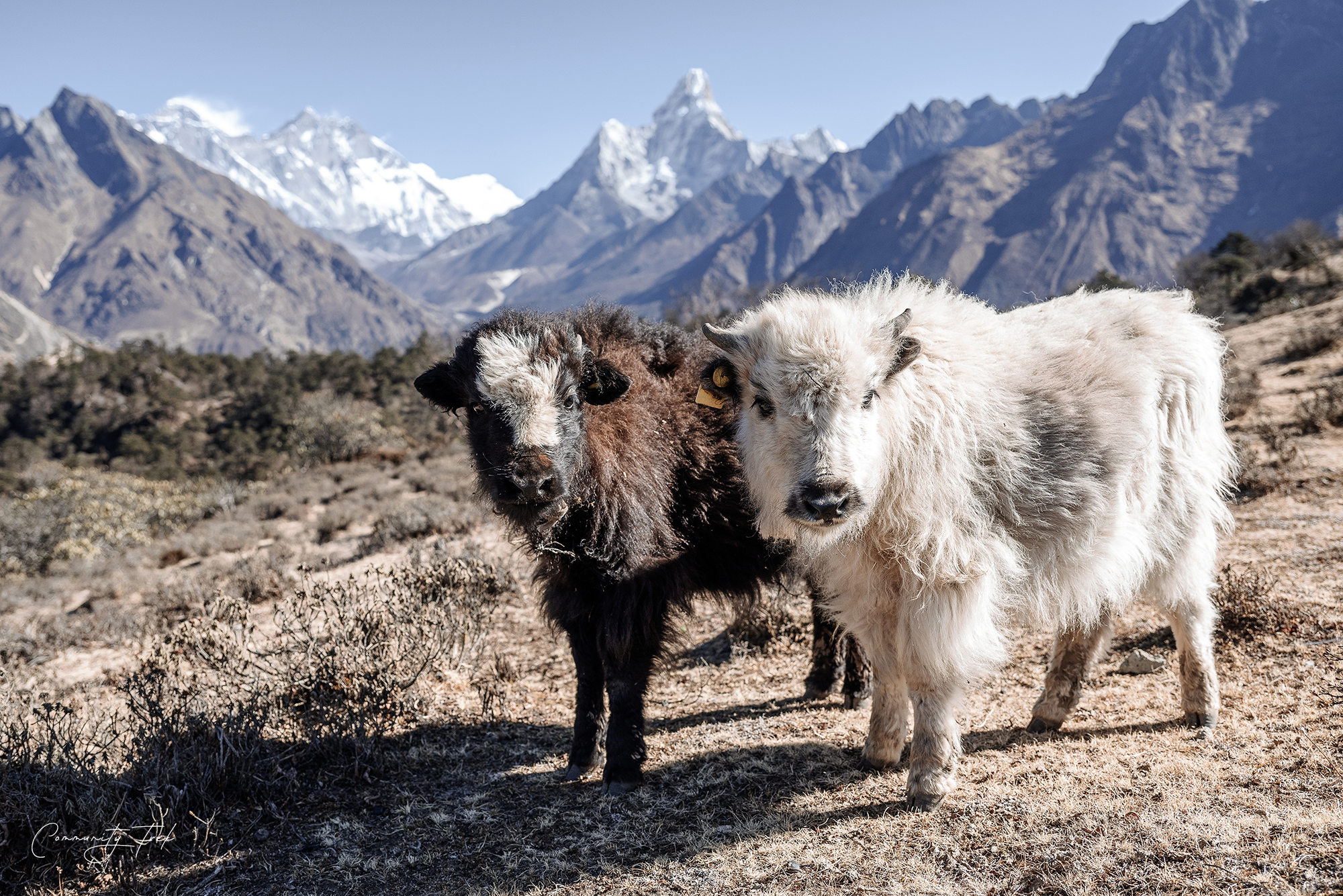 Yaks Photography