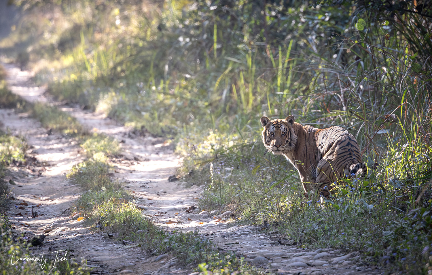 Bardiya National Park