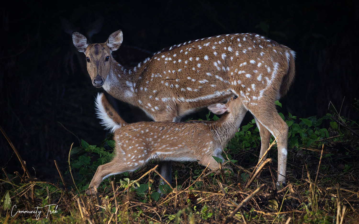 Shivapuri National Park 