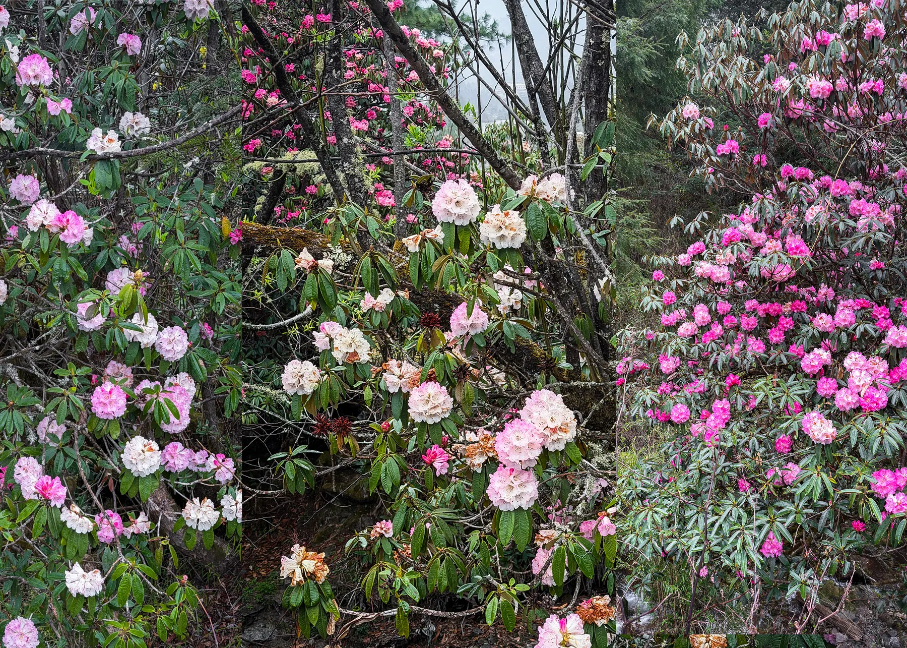 Nature paints Taktor Village with brilliant shades of red, pink, and white, turning the Himalayas into a breathtaking paradise of blooming rhododendrons.