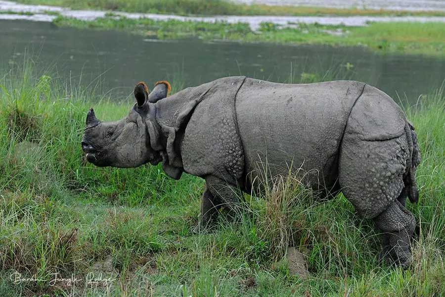 One-horned rhinoceros in the wild at Chitwan National Park, Nepal, surrounded by lush grassland and forest.