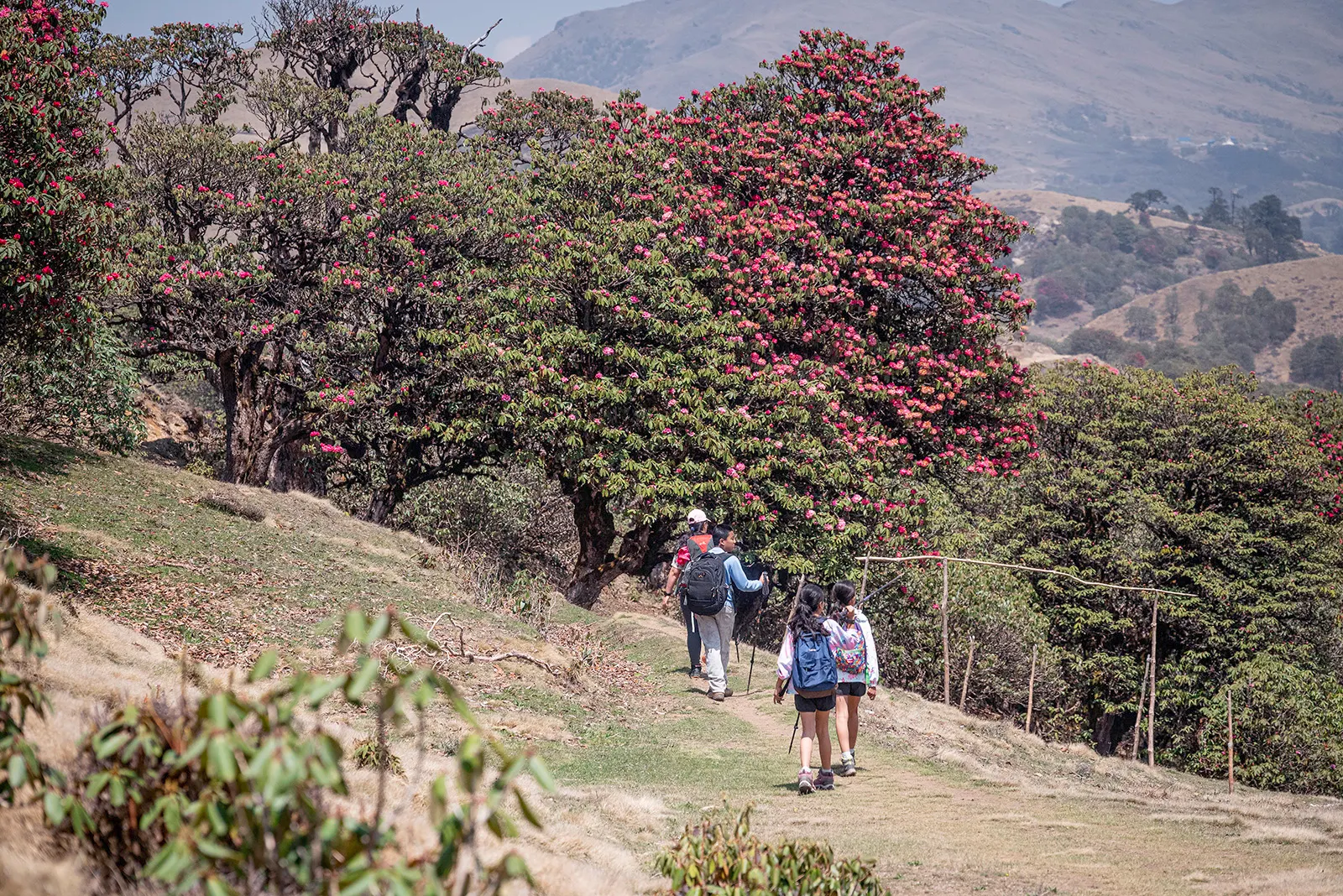 Walking into the vibrant rhododendron forests of the Pikey Peak trail.