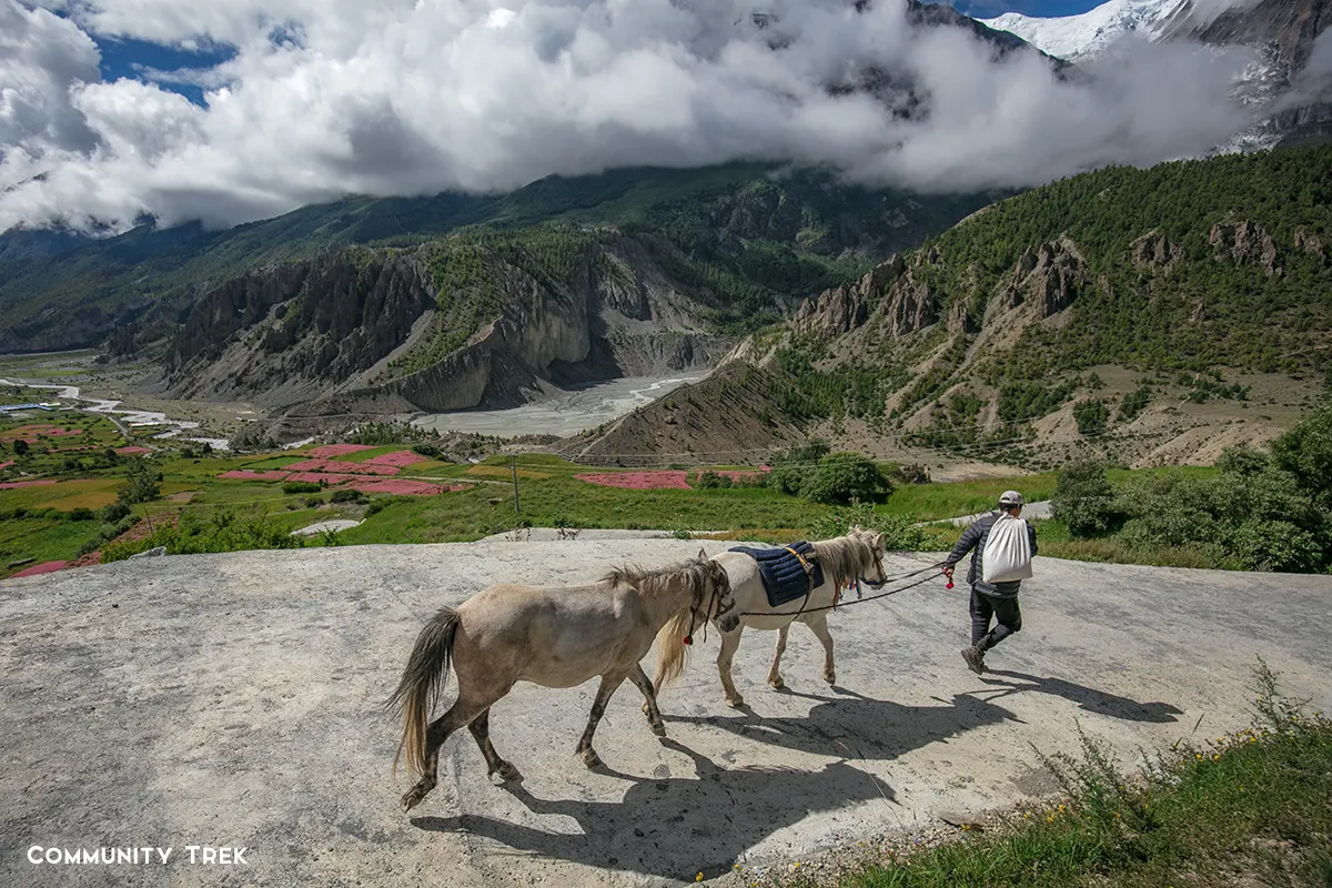 Manang Valley in summer with blooming buckwheat flowers, green landscapes, and local people walking near traditional mountain houses