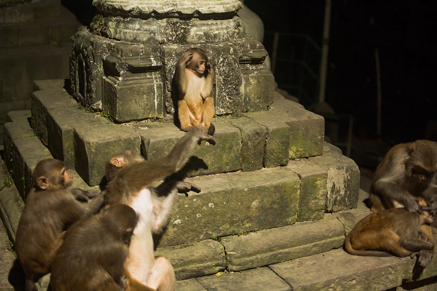  Monkeys at Monkey Temple, Swyambunath. 