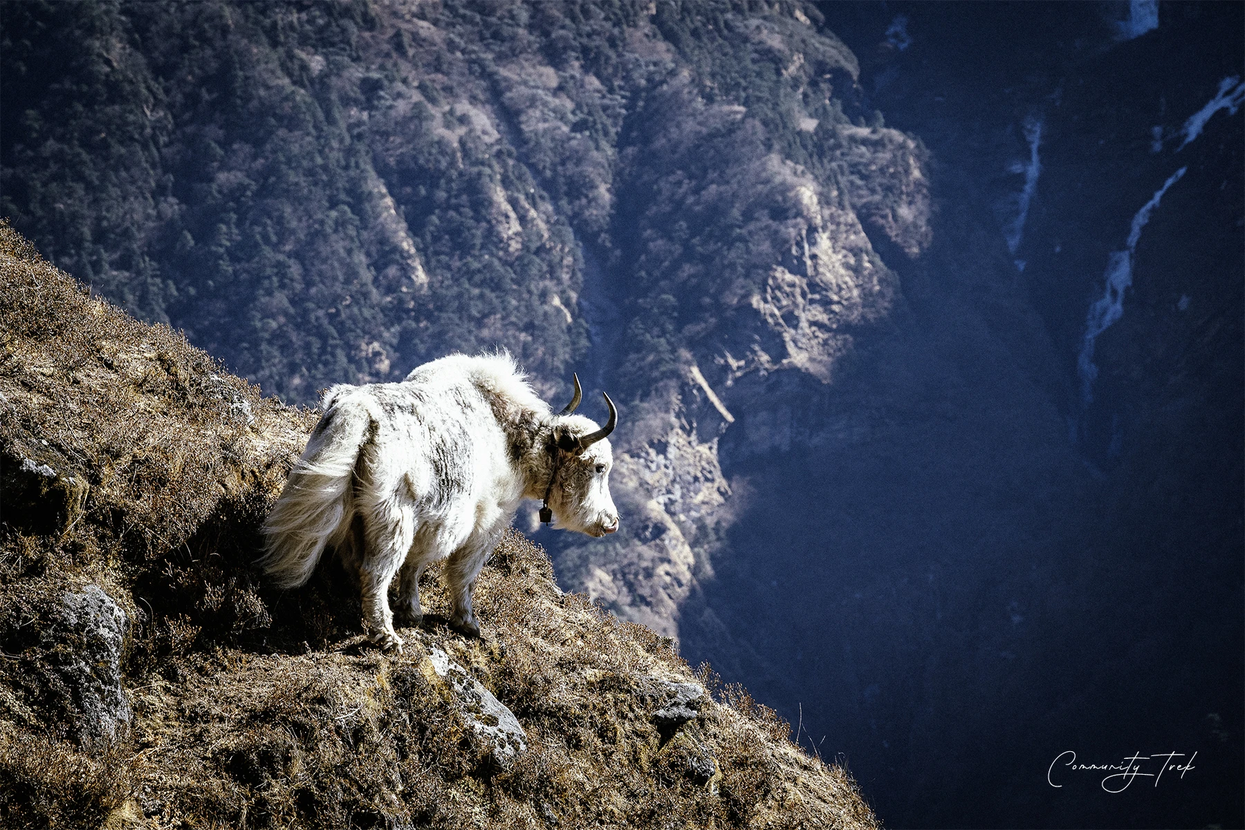  Yaks Photos Everest 
